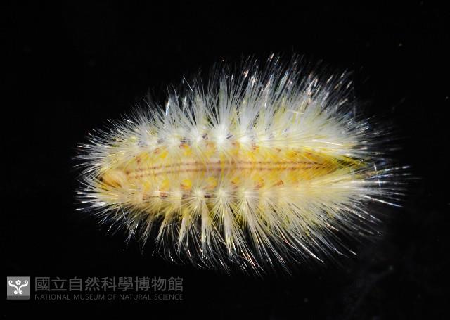 未知種仙蟲藏品圖，第6張