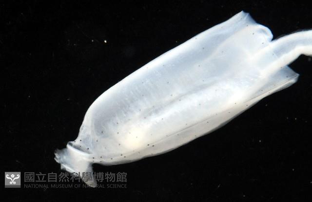 未知種手魷藏品圖，第6張