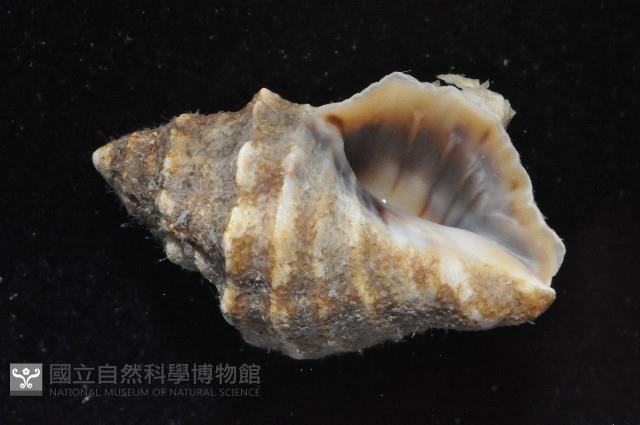 蚵岩螺藏品圖，第6張