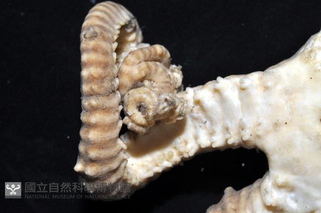 鞭枝蛇尾藏品圖，第6張