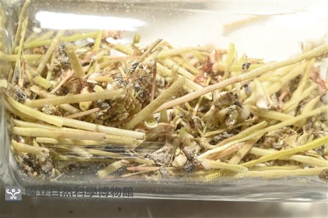 裸隱肛海膽藏品圖，第6張