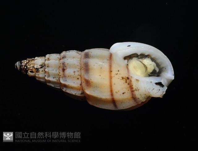 百肋織紋螺(暫譯)藏品圖，第6張