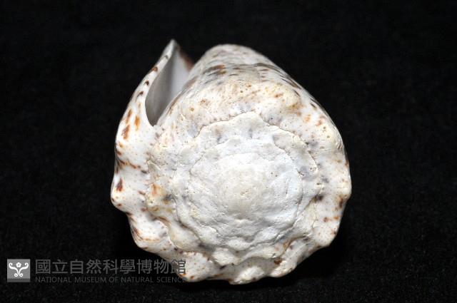 帝王芋螺藏品圖，第6張