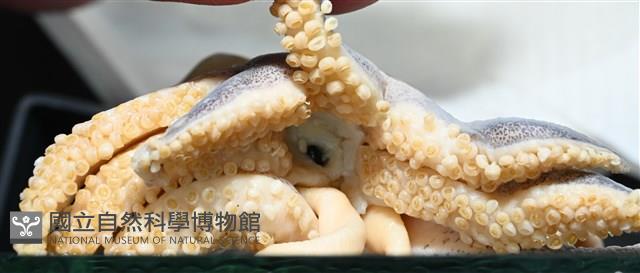 日本無針烏賊藏品圖，第6張