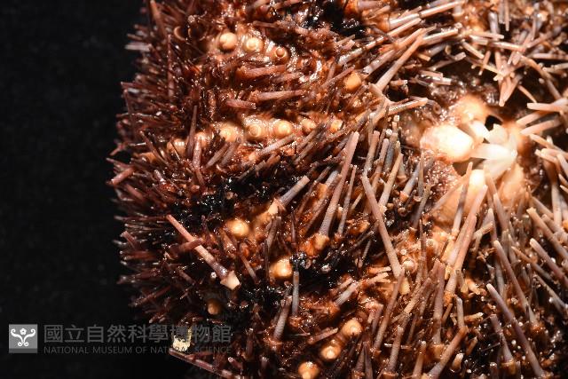 魯氏硬海膽藏品圖，第6張