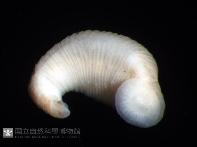 未知種舌蛭藏品圖，第6張