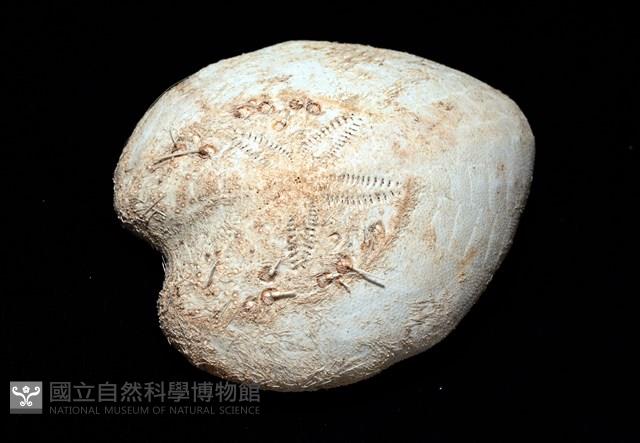 小花瓣裸心海膽藏品圖，第6張