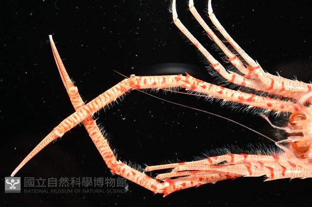 近似宦蝦藏品圖，第6張