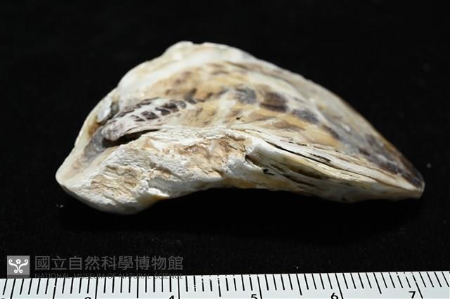 大牡蠣(葡萄牙牡蠣)藏品圖，第6張