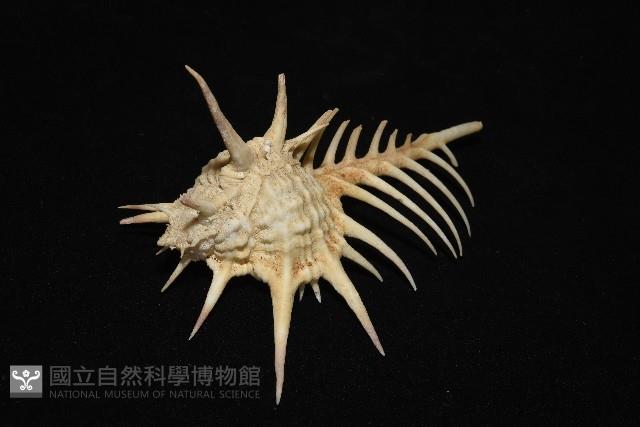 黑刺骨螺藏品圖，第6張