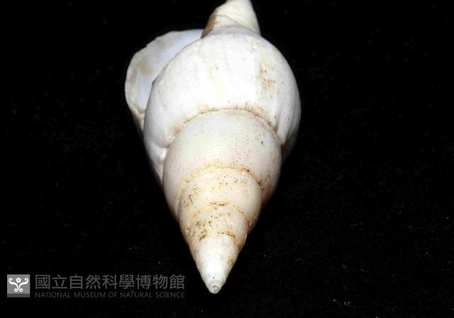香蕉筆螺藏品圖，第6張