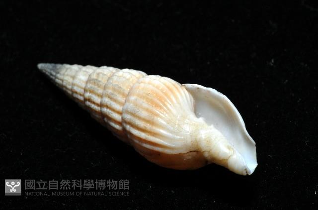 明輝蛹筆螺藏品圖，第6張