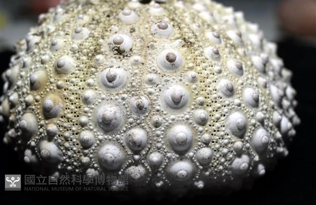 口鰓海膽藏品圖，第6張