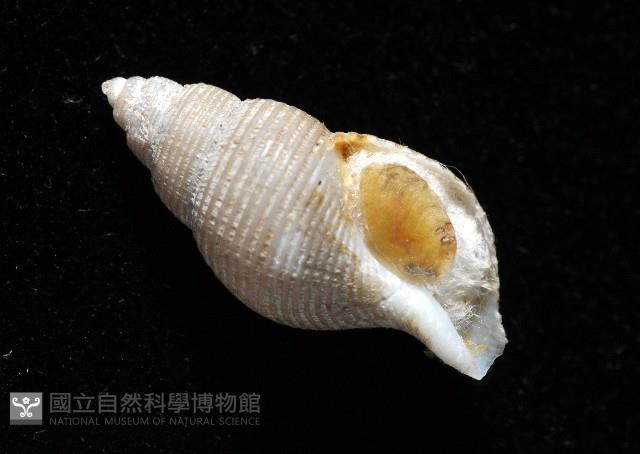 大溪峨螺(新種)藏品圖，第6張