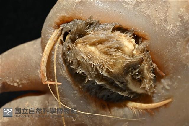 寄居蟹鞘群海葵藏品圖，第6張
