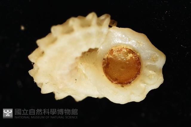 綠島花冠螺藏品圖，第6張