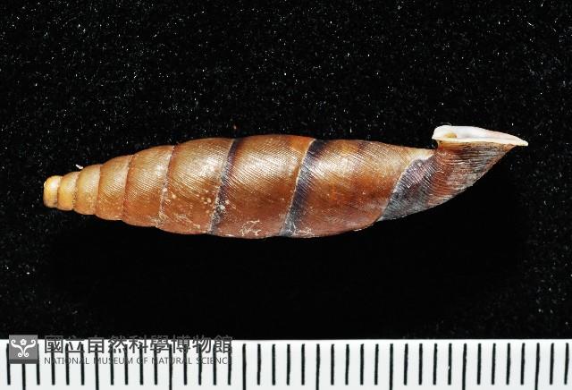 暗昏大傘口煙管蝸牛藏品圖，第6張