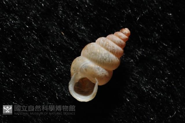 石山芝麻蝸藏品圖，第6張