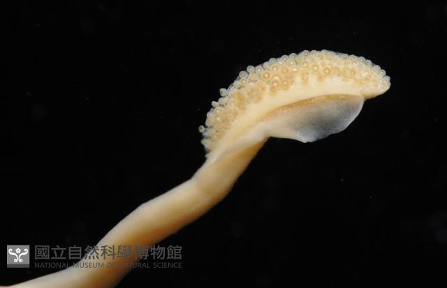 叉尾烏賊藏品圖，第6張