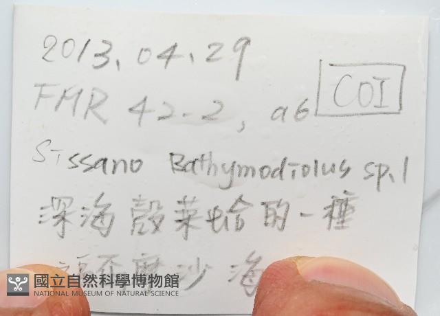深海殼菜蛤的一種藏品圖，第6張
