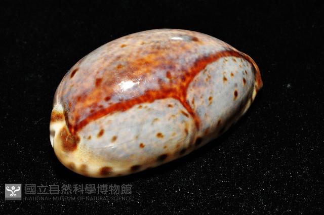 山貓寶螺藏品圖，第6張