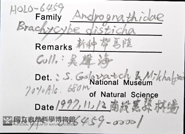 新種雄顎平馬陸藏品圖，第6張