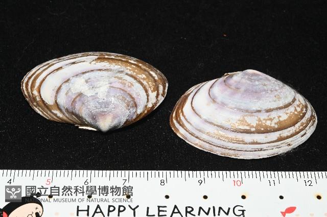 橄欖紫雲蛤藏品圖，第6張