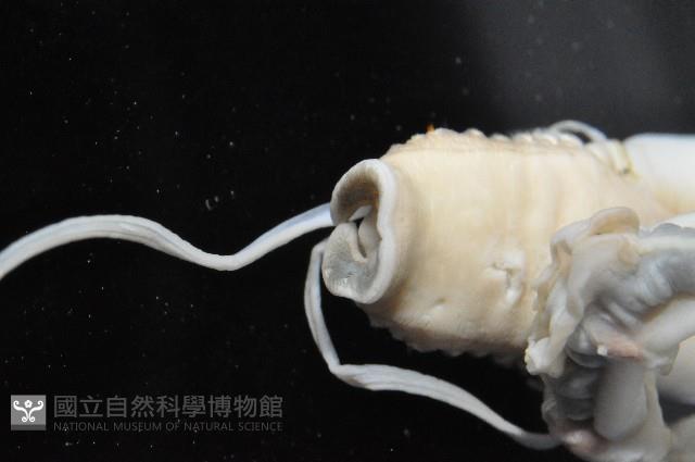 未知種中燐蟲藏品圖，第6張