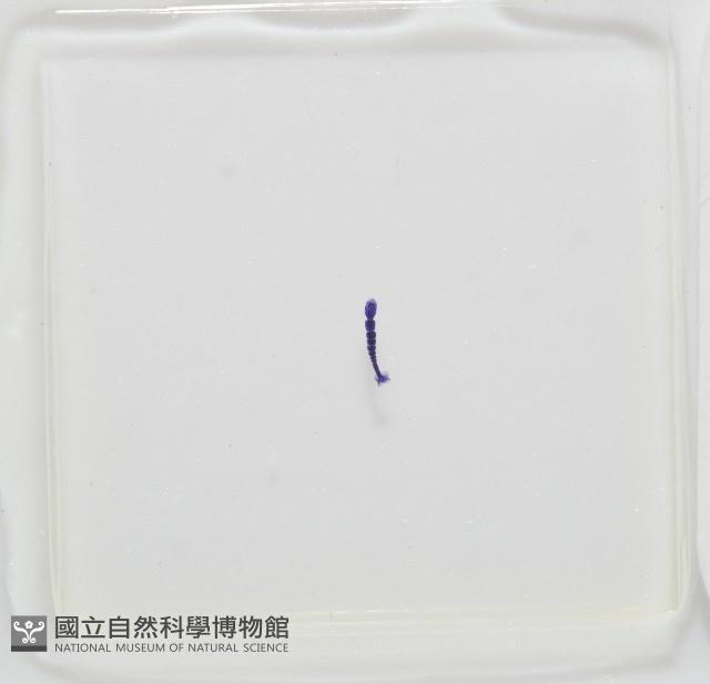新種葉槽絛蟲藏品圖，第6張