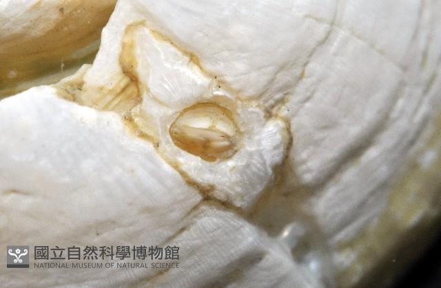 龜藤壺藏品圖，第6張