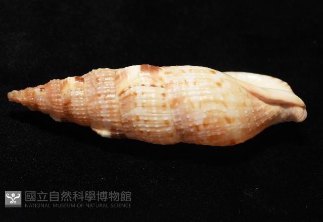 小平頭布紋螺藏品圖，第6張