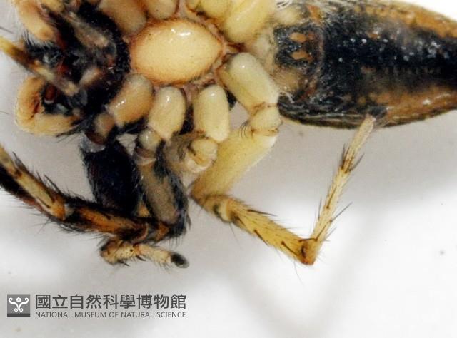 多色金毛蛛藏品圖，第6張