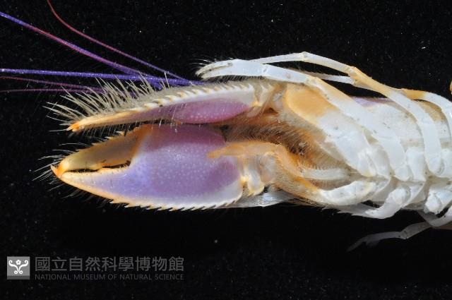 長眼阿蛄蝦藏品圖，第6張
