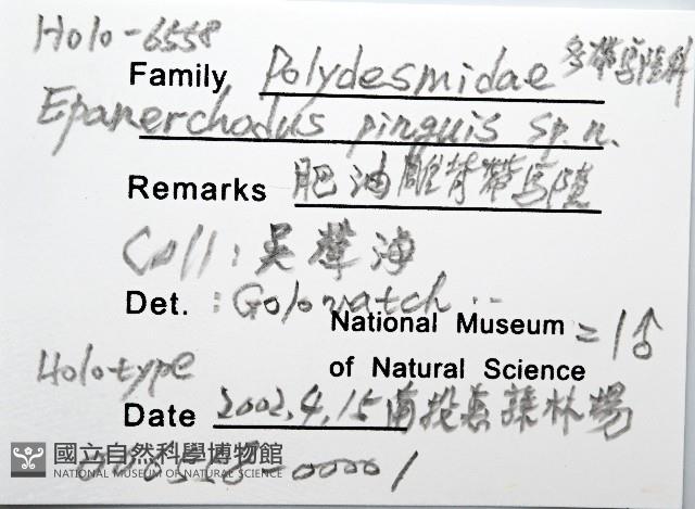 肥油雕背帶馬陸藏品圖，第6張