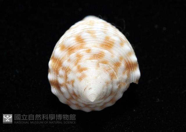 土生芋螺(新種)藏品圖，第6張