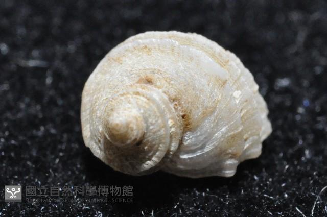 呂氏堡螺藏品圖，第6張