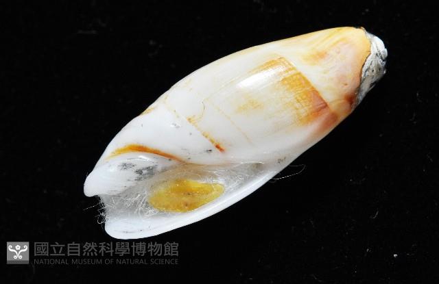 柏生彈頭螺藏品圖，第6張