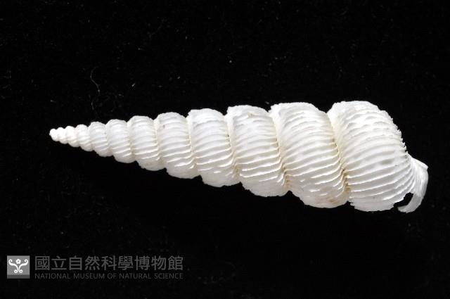 新種綺螄螺藏品圖，第6張