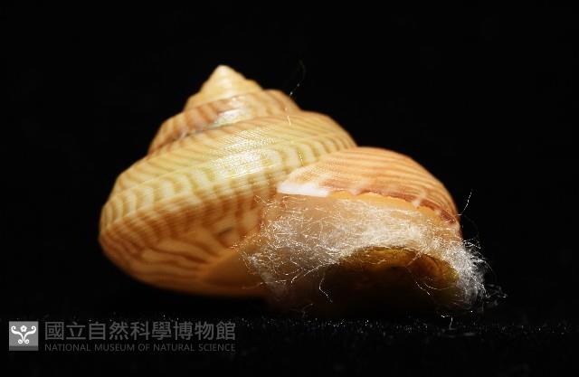 雲紋鐘螺藏品圖，第6張