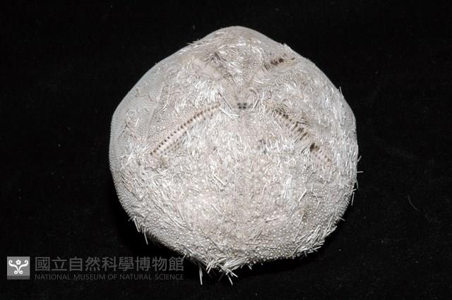 心形海壺藏品圖，第6張
