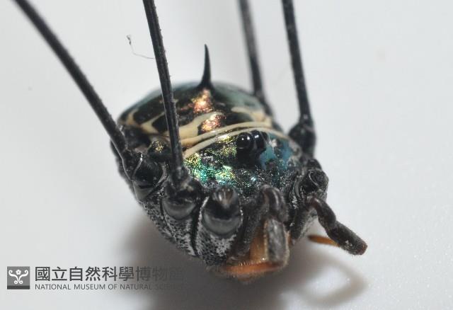 背斑偽盾刺盲蛛藏品圖，第6張