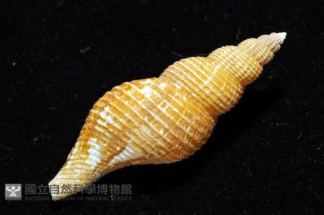 琉球峨螺藏品圖，第6張