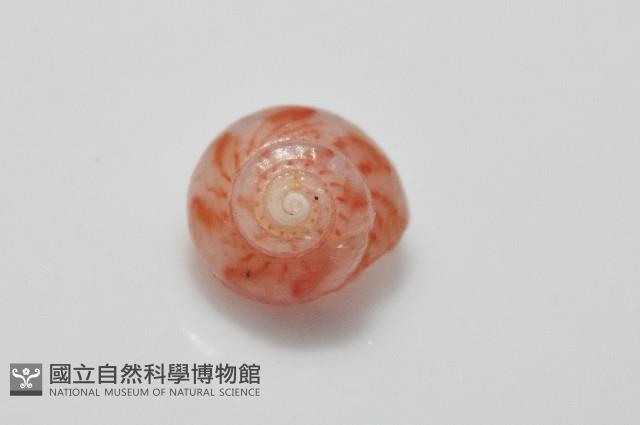 夏伊拉蠑螺藏品圖，第6張