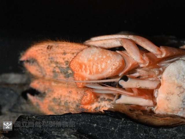 大門螯(大輕石)寄居蟹藏品圖，第6張