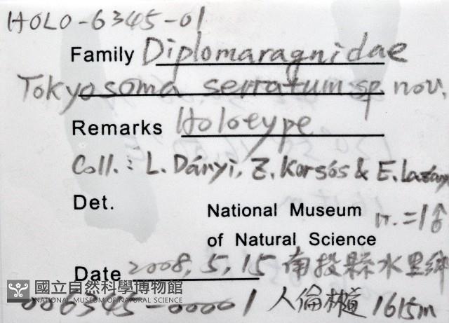 鋸齒東京泡馬陸藏品圖，第6張