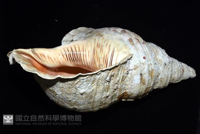 大法螺藏品圖，第6張
