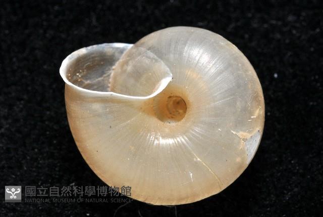 阿禮高腰蝸牛藏品圖，第6張