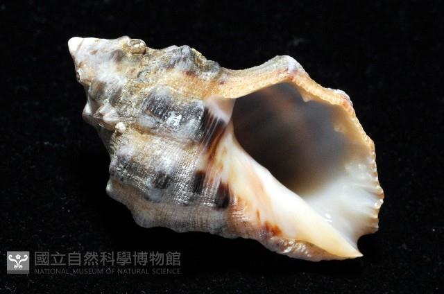 新種岩螺藏品圖，第6張