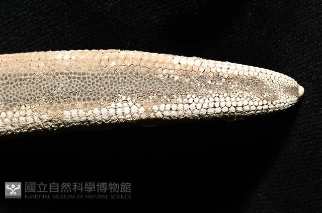 砂海星藏品圖，第6張