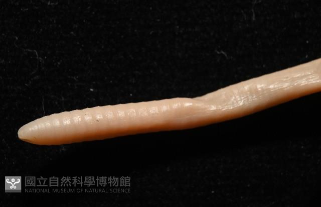 重期遠環蚓藏品圖，第6張